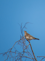 Turdus pilaris