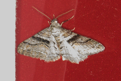 Prionomelia spododea