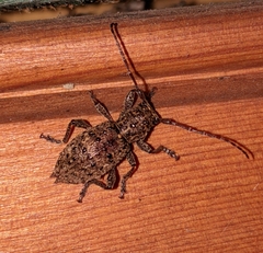 Plectrura spinicauda