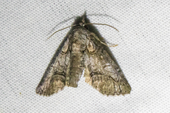 Paectes abrostolella