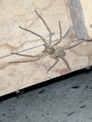 Araneae