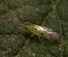 Paraproba crotonica