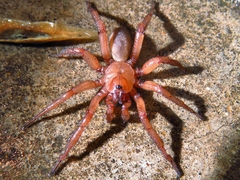 Myrmekiaphila comstocki