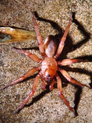 Myrmekiaphila comstocki