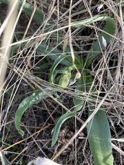 Fritillaria striata