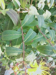 Hypericum monogynum