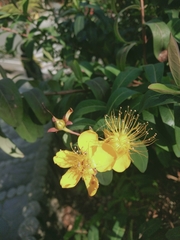 Hypericum monogynum