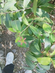 Hypericum monogynum
