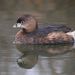 Pied-billed Grebe - Photo (c) Len Blumin, some rights reserved (CC BY)