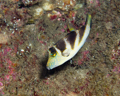 Canthigaster coronata