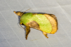 Parasa chloris