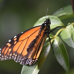 Danaus plexippus