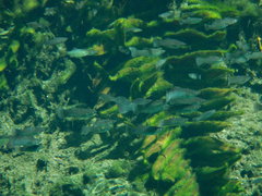 Poecilia orri