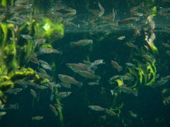 Poecilia orri
