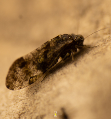 Myopsocidae