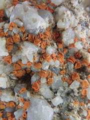 Polycauliona luteominia luteominia