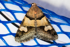 Drasteria pallescens