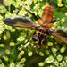 Trichopoda pictipennis - Photo (c) Jean Hort, μερικά δικαιώματα διατηρούνται (CC BY-NC), uploaded by Jean Hort