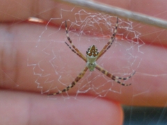 Argiope argentata image