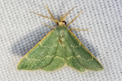 Chlorochlamys phyllinaria