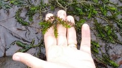 Elodea