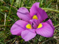 Moraea tricolor