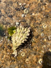 Saccostrea cuccullata