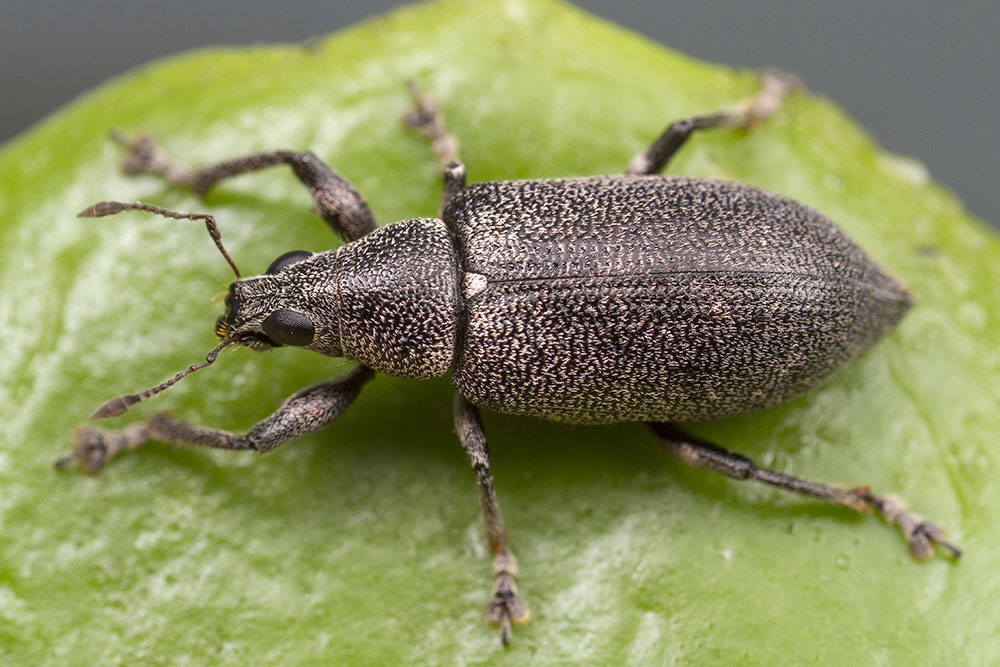 Cratopus ovalis