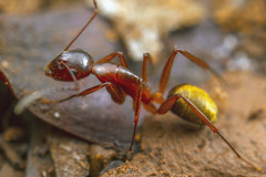 Camponotus aurosus