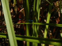 Argia gaumeri