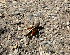 Cratypedes neglectus