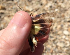 Cratypedes neglectus