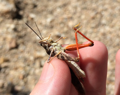 Cratypedes neglectus