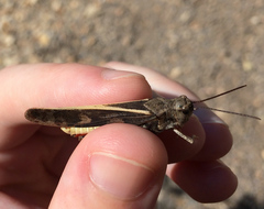 Cratypedes neglectus