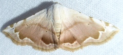 Eublemma amabilis