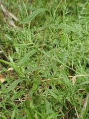 Chrysocephalum semipapposum