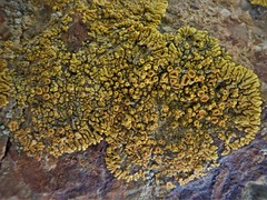 Polycauliona brattiae