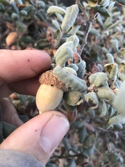 Quercus durata durata