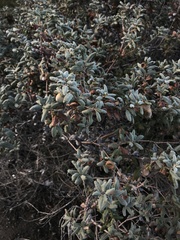 Quercus durata durata