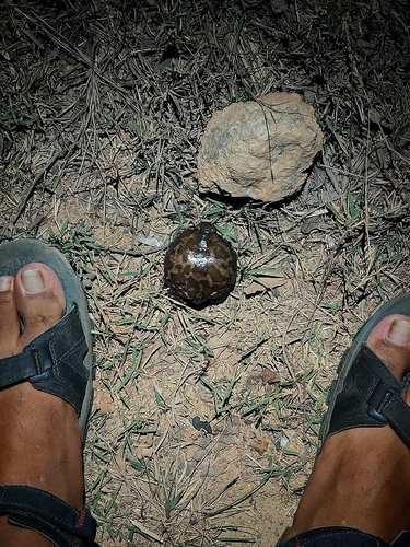 Balloon Frog, Uperodon systoma