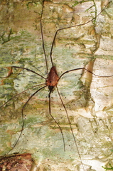 Leiobunum calcar