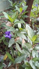 Ruellia simplex