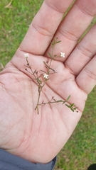 Scleromitrion diffusum