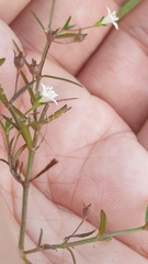 Scleromitrion diffusum