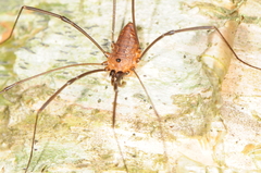 Leiobunum calcar