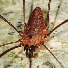 Leiobunum calcar
