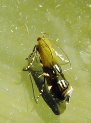 Anacampsis levipedella