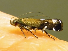 Anacampsis levipedella