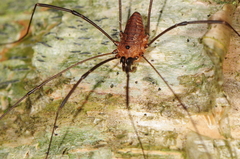 Leiobunum calcar