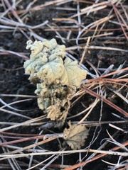 Malacothamnus aboriginum